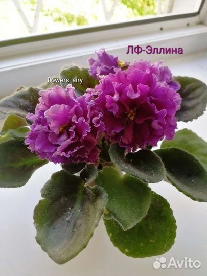 Фиалки. Черенок с деткой