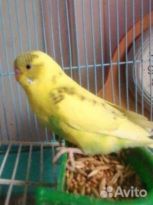 Птенцы кареллы, волнистый попугай