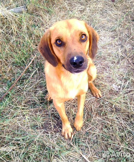 Собака в добрые руки