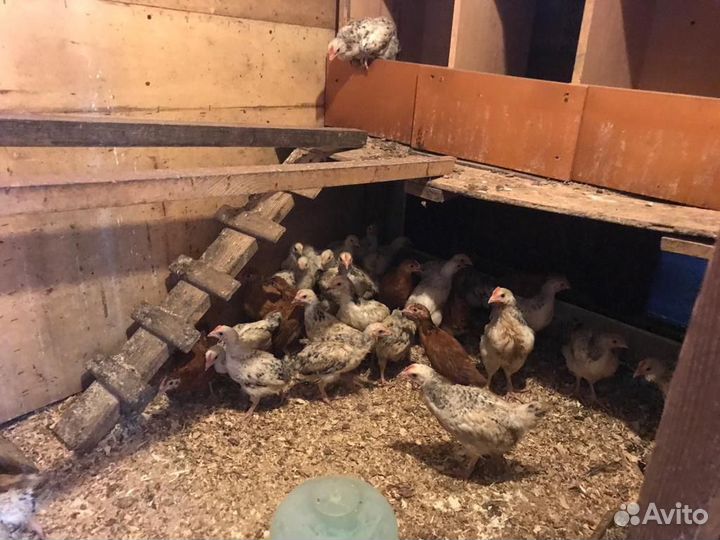 Куры молодки