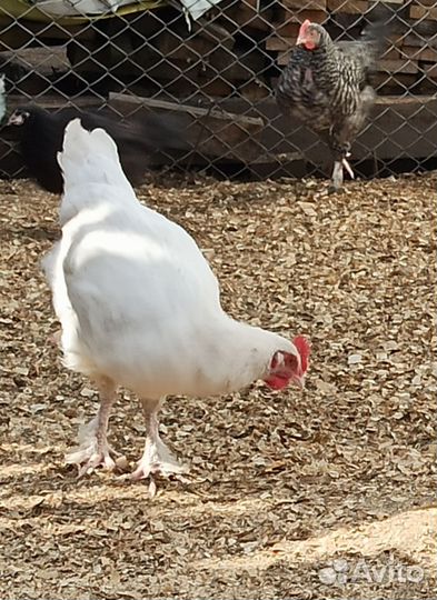 Петушки, возраст 3-3, 5 месяца