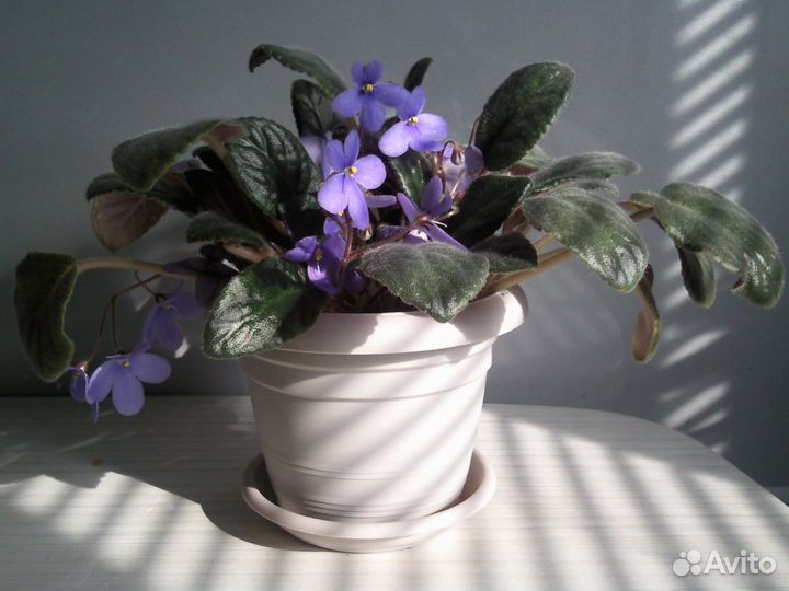 Фиалка - сенпония