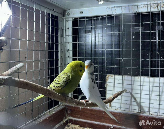 Магазин зоотоваров товары для животных аквариумы