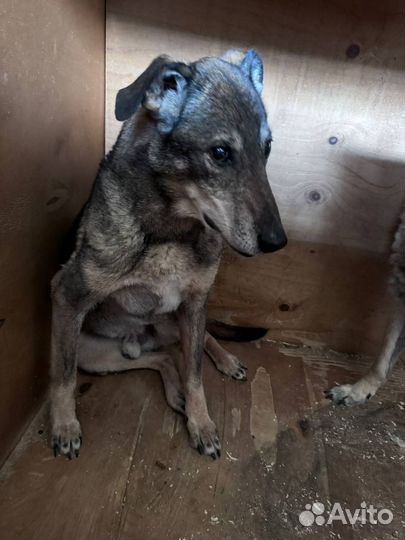 Собака из приюта