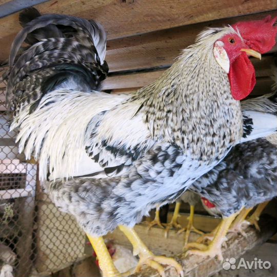 Молодые петухи