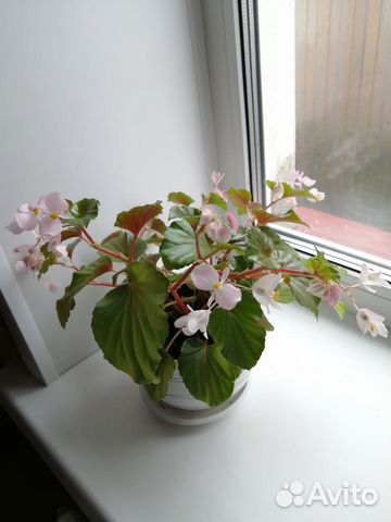 Петуния бакопа калибрахоа колеус