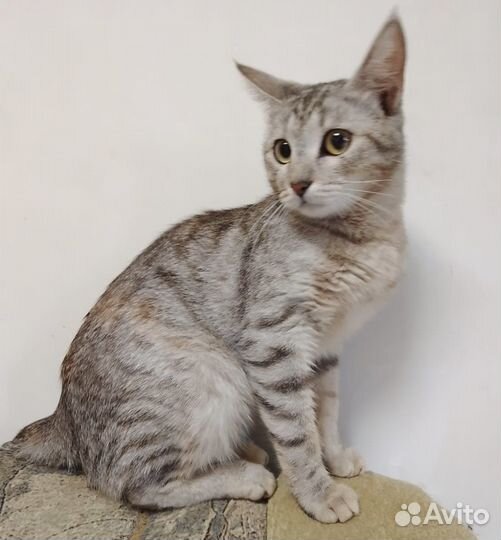 Добрейшая кисонька Валюха ищет дом