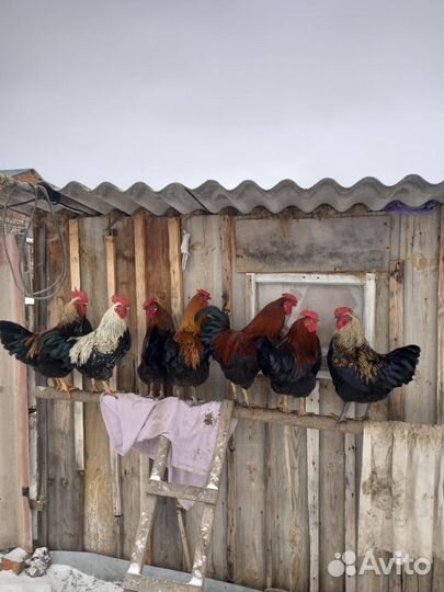 Петухи,молодняк
