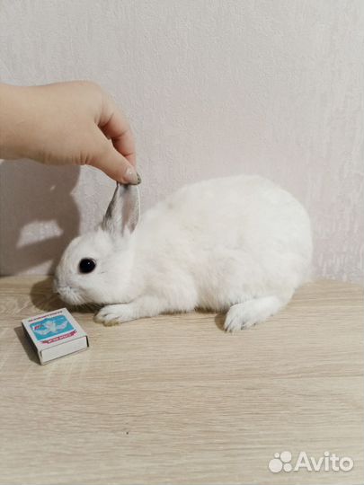 Декоративные кролики