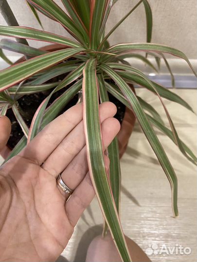 Драцена маргината