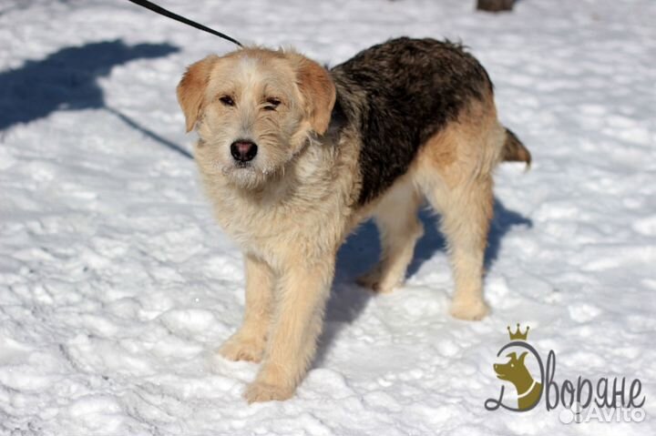 Хьюго ищет дом и надежную семью