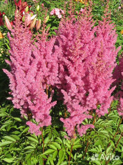 Саженцы садовых цветов