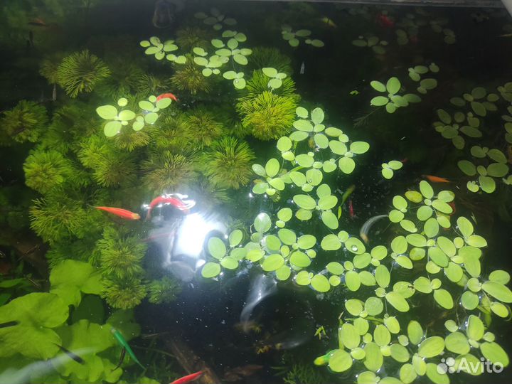 Аквариумные растения прополка