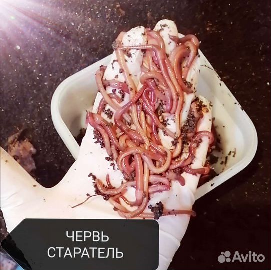 Червь Старатель. Маточная семья