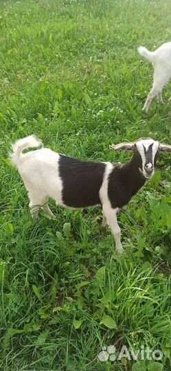 Козлята