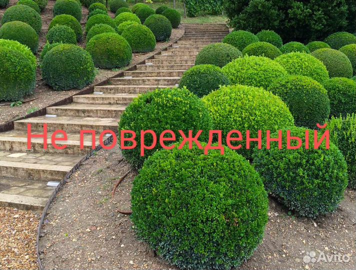 Обработка самшита от огневки. 100% результат