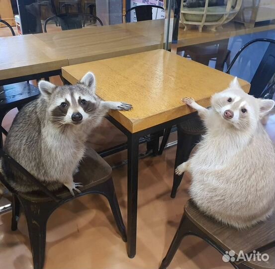 Ручные щенки енотов из питомника 