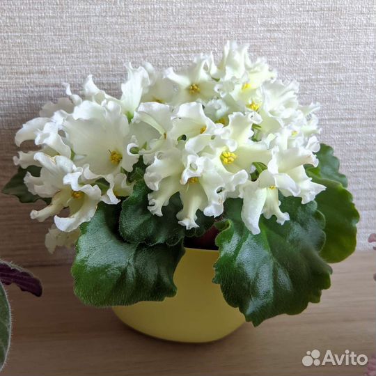 Сортовые фиалки