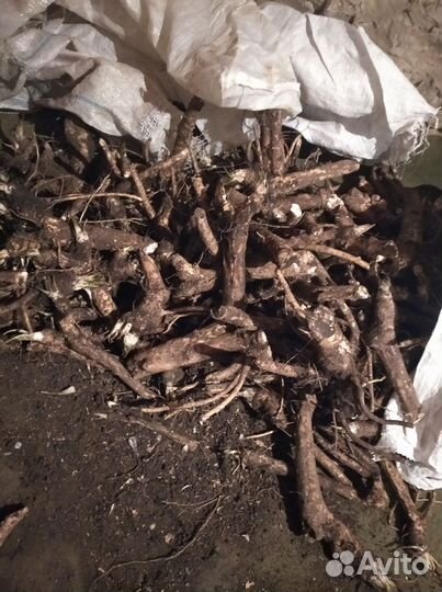 Корень Хрена 2024