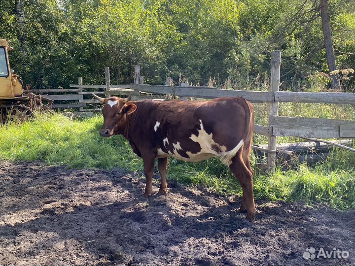 Корова телка нетель