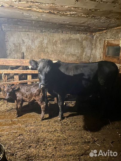 Корова дойная с теленком