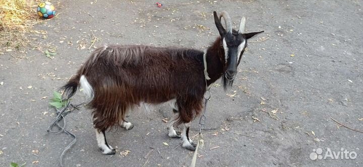 Коза дойная