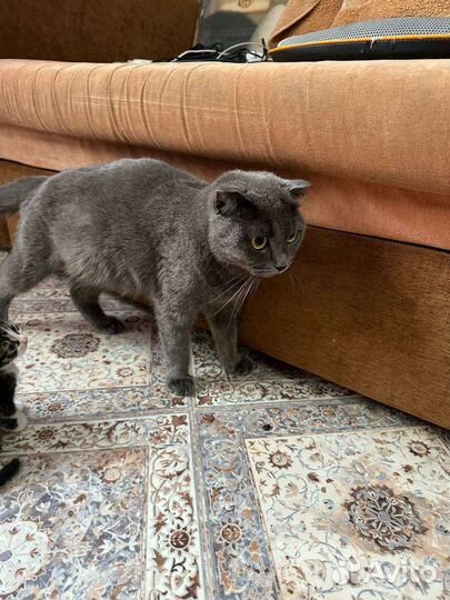 Котята от британской кошки