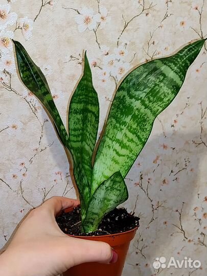 Сансевиерия зейланика