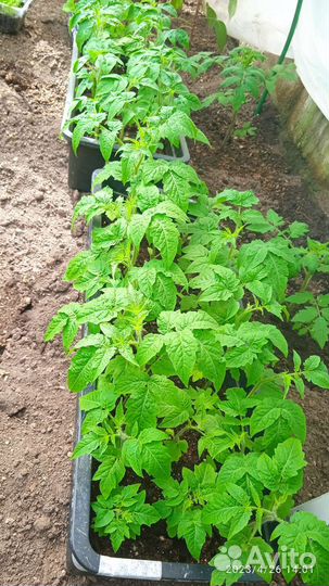 Рассада томатов мощная и приземистая