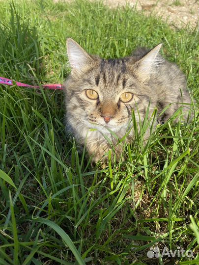 Кот Тиша для вязки