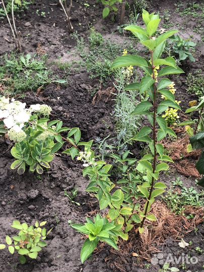 Гортензия метельчатая