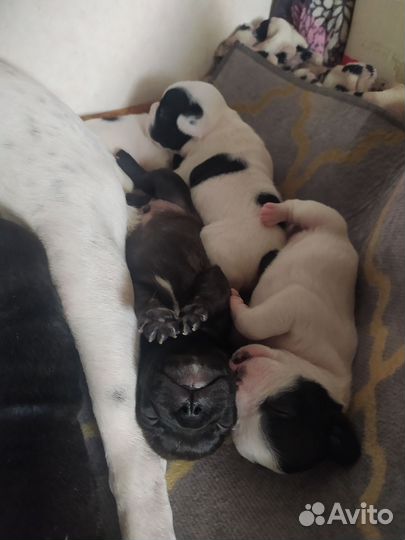 Собаки щенки французский бульдог