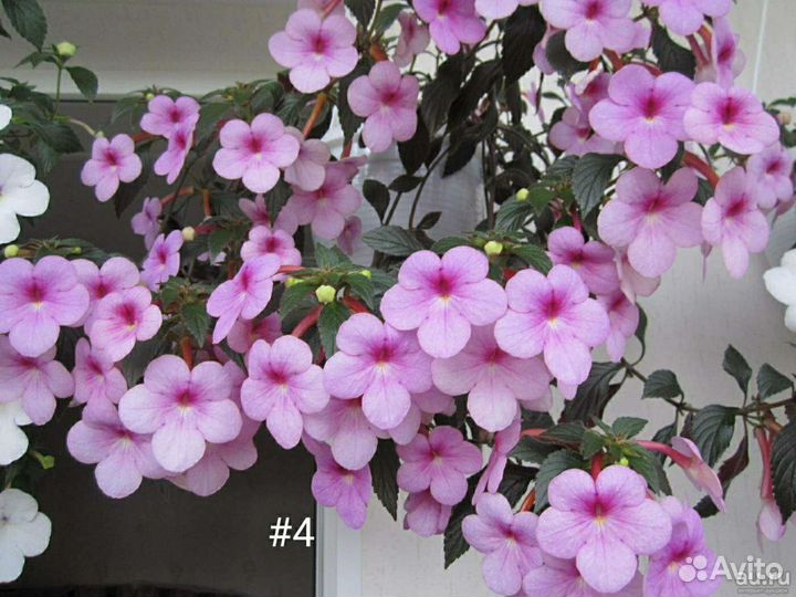 Ахименесы рассада цветов