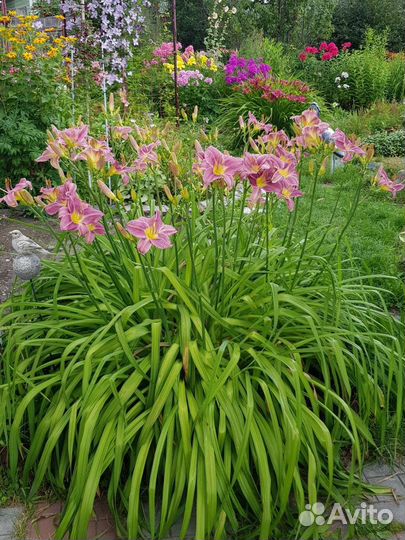 Лиленик розово-сереневый