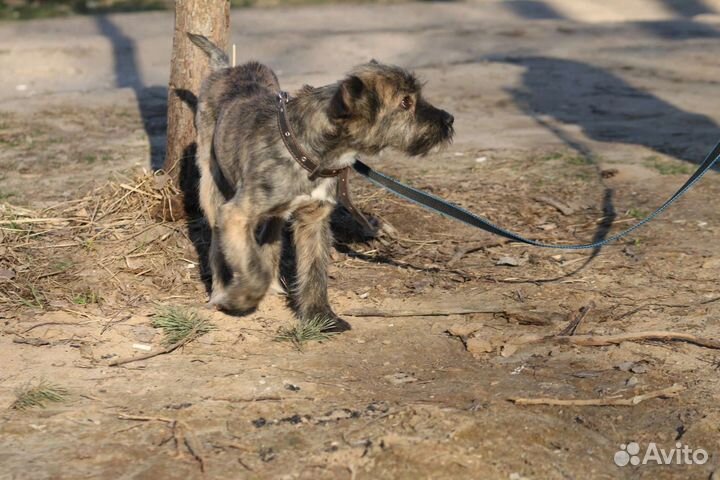 Керн терьер