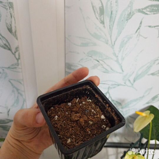 Антуриум карма фиолетовый