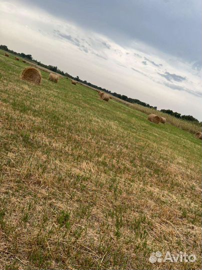 Сено луговое с доставкой