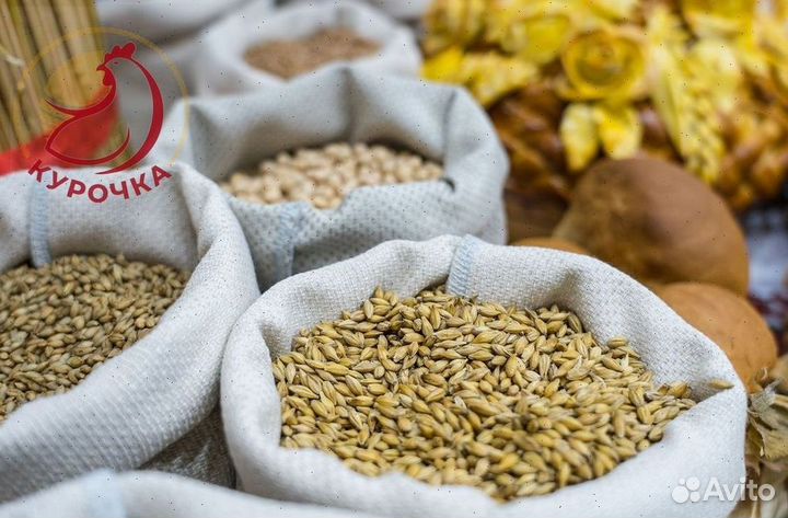 Зерно, овес, ячмеь пшеница