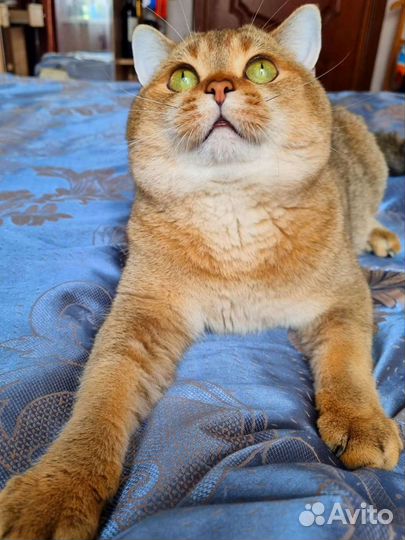 Шотландский кот вязка