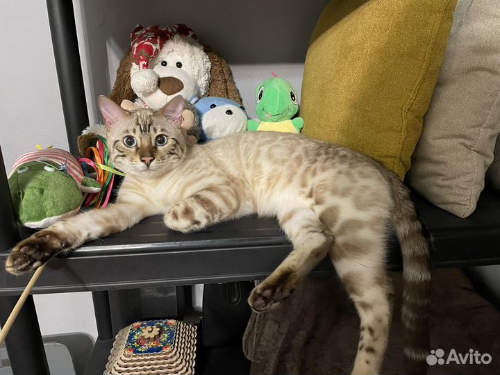 Бенгальский кот вязка