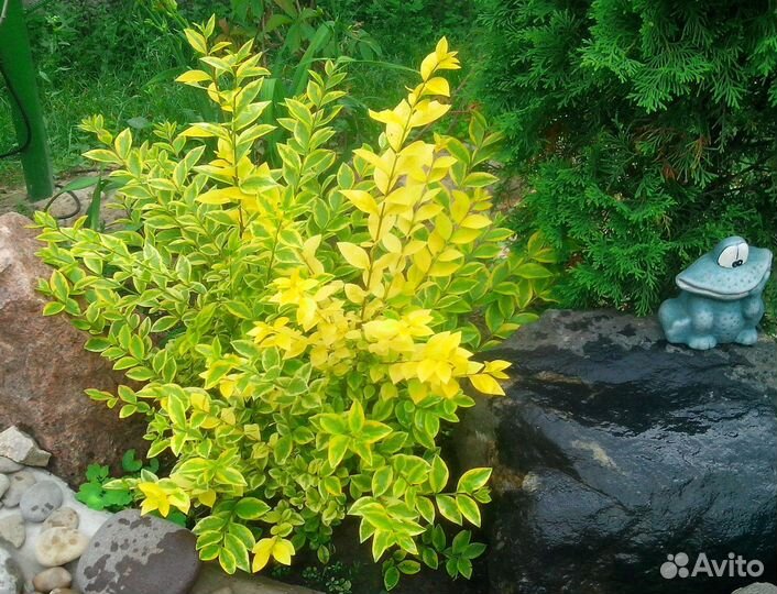 Желтолистная бирючина