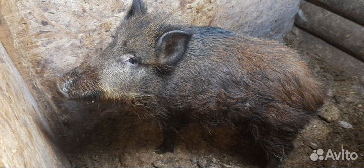 Дикий кабан