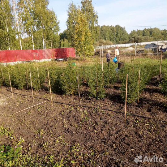 Ель Сибирская из частного питомника