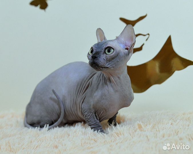 Бамбино девчуля крохотуля