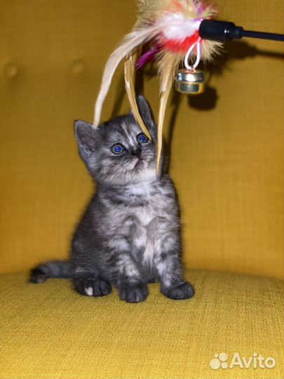 Британские котята