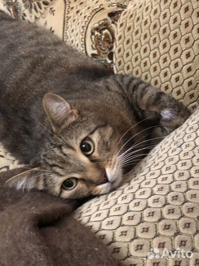 Передержка животных