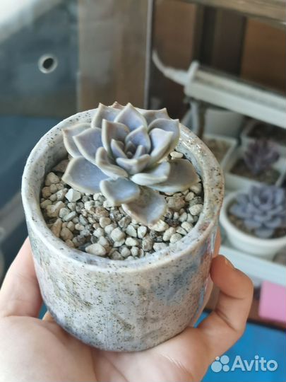 Кактусы и суккуленты