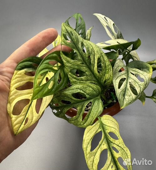 Монстера адансона вариегатная