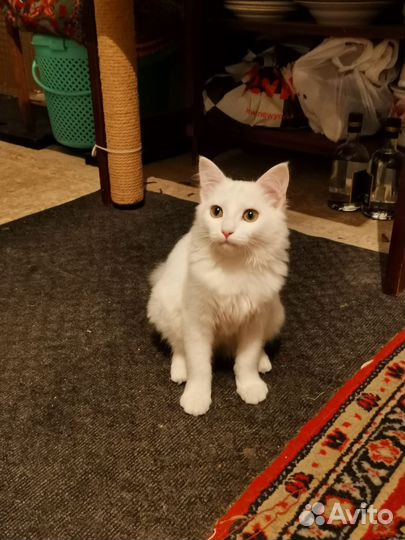 Котенок подросток мальчик