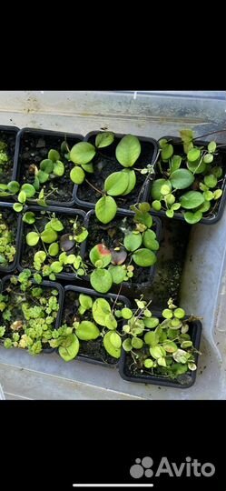 Micrechites Serpyllifolius (Фикус Борнео)